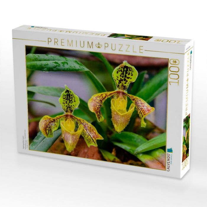 Paphiopedilum spec. - CALVENDO Foto-Puzzle'