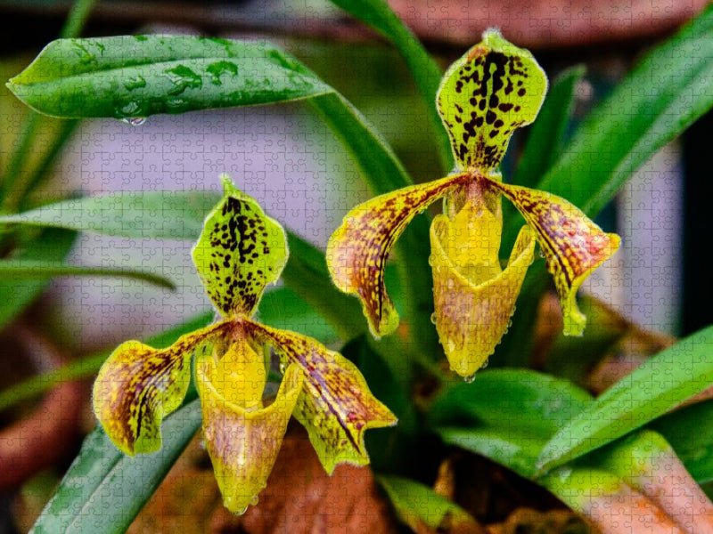 Paphiopedilum spec. - CALVENDO Foto-Puzzle'