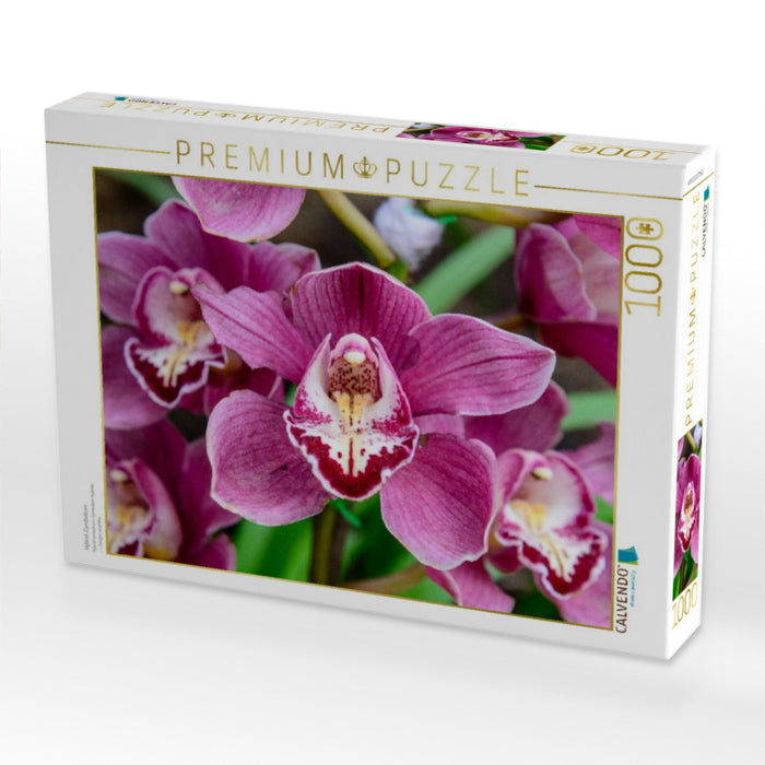 Hybrid-Cymbidium - CALVENDO Foto-Puzzle'