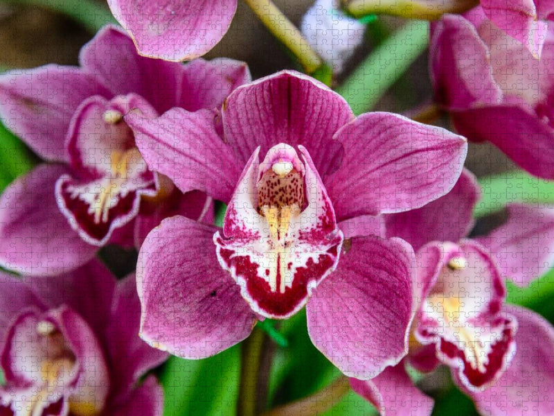 Hybrid-Cymbidium - CALVENDO Foto-Puzzle'