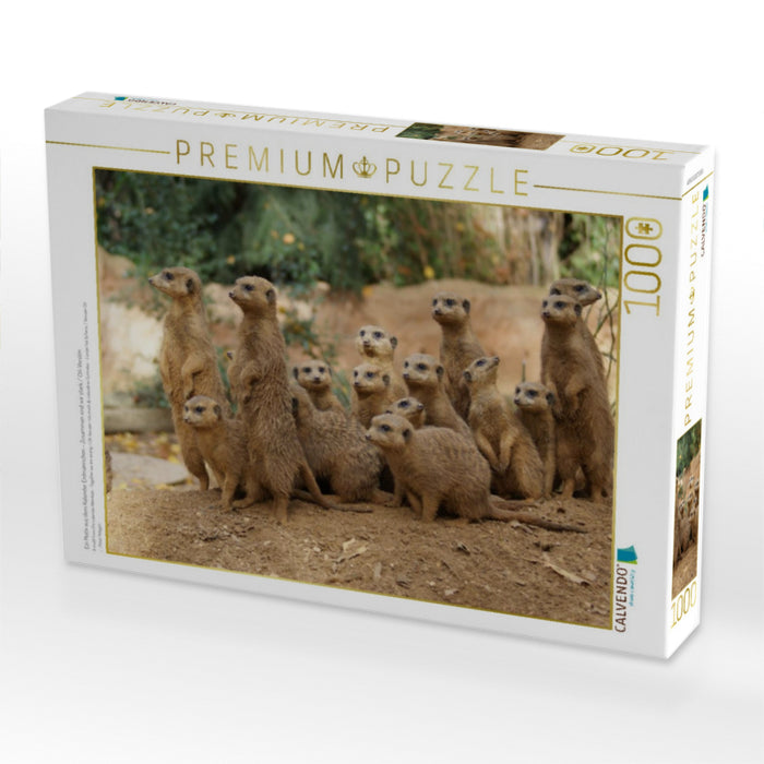 Ein Motiv aus dem Kalender Erdmännchen – Zusammen sind wir stark / CH-Version - CALVENDO Foto-Puzzle'