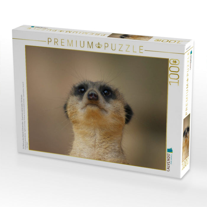 Ein Motiv aus dem Kalender Erdmännchen – Zusammen sind wir stark / CH-Version - CALVENDO Foto-Puzzle'