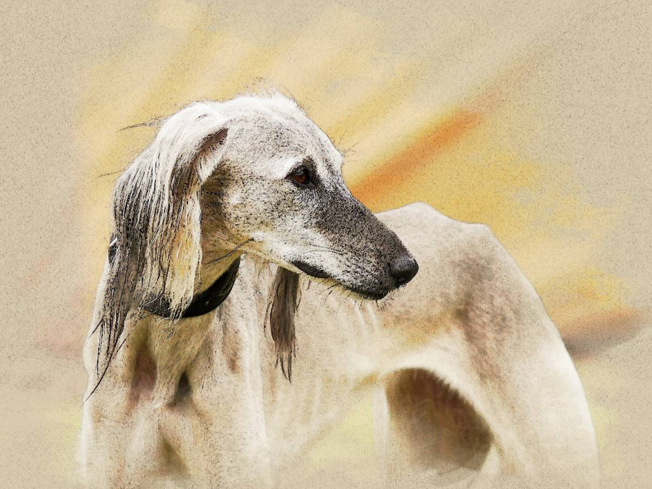 Ein Motiv aus dem Kalender Saluki Portraits - CALVENDO Foto-Puzzle'