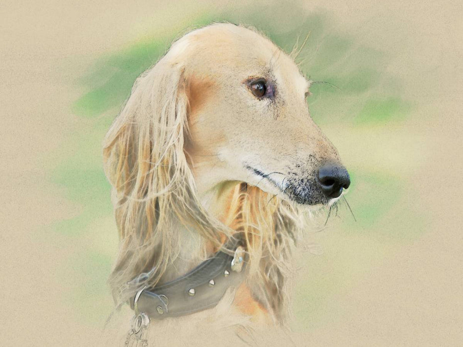 Ein Motiv aus dem Kalender Saluki Portraits - CALVENDO Foto-Puzzle'