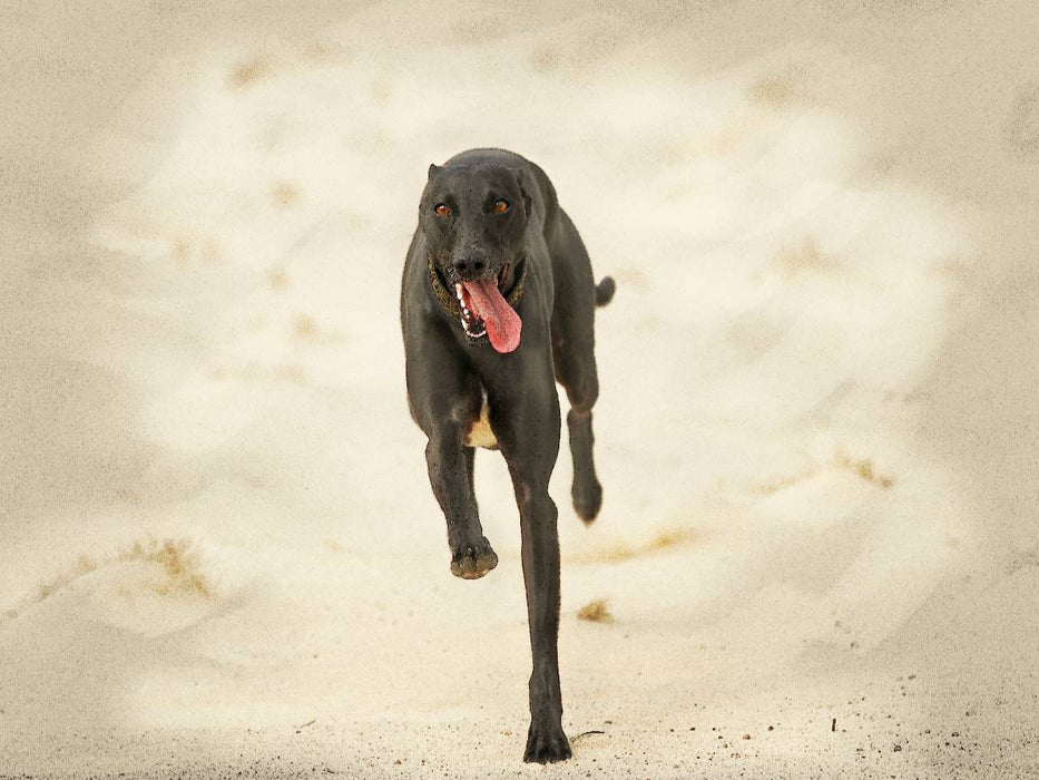 Ein Motiv aus dem Kalender Galgo español - Spanische Windhunde in Bewegung - CALVENDO Foto-Puzzle'