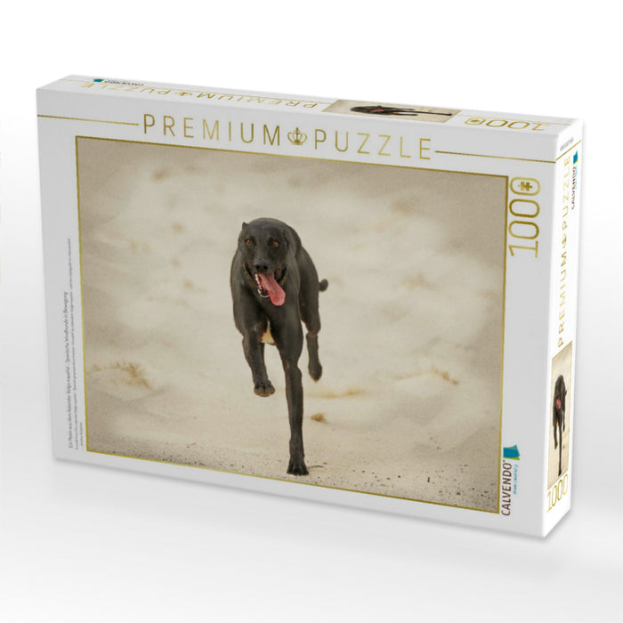 Ein Motiv aus dem Kalender Galgo español - Spanische Windhunde in Bewegung - CALVENDO Foto-Puzzle'