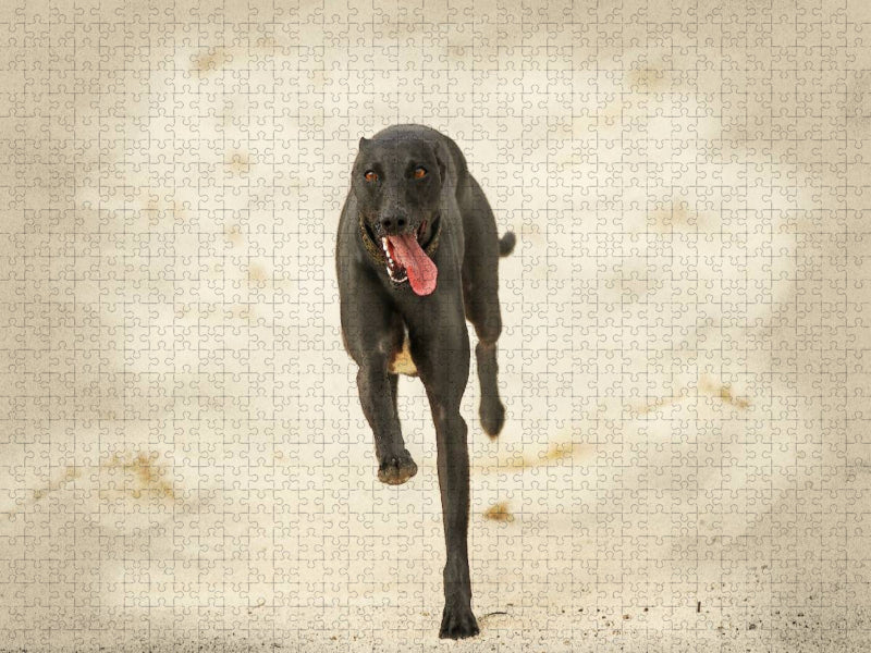 Ein Motiv aus dem Kalender Galgo español - Spanische Windhunde in Bewegung - CALVENDO Foto-Puzzle'