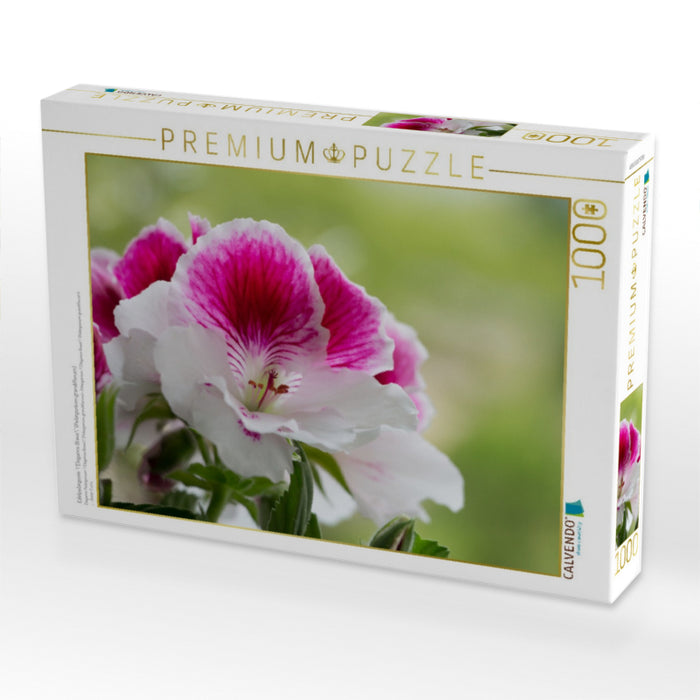 Edelpelargonie 'Elegance Bravo' (Pelargonium grandiflorum) - CALVENDO Foto-Puzzle'