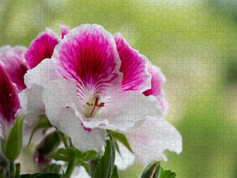 Edelpelargonie 'Elegance Bravo' (Pelargonium grandiflorum) - CALVENDO Foto-Puzzle'
