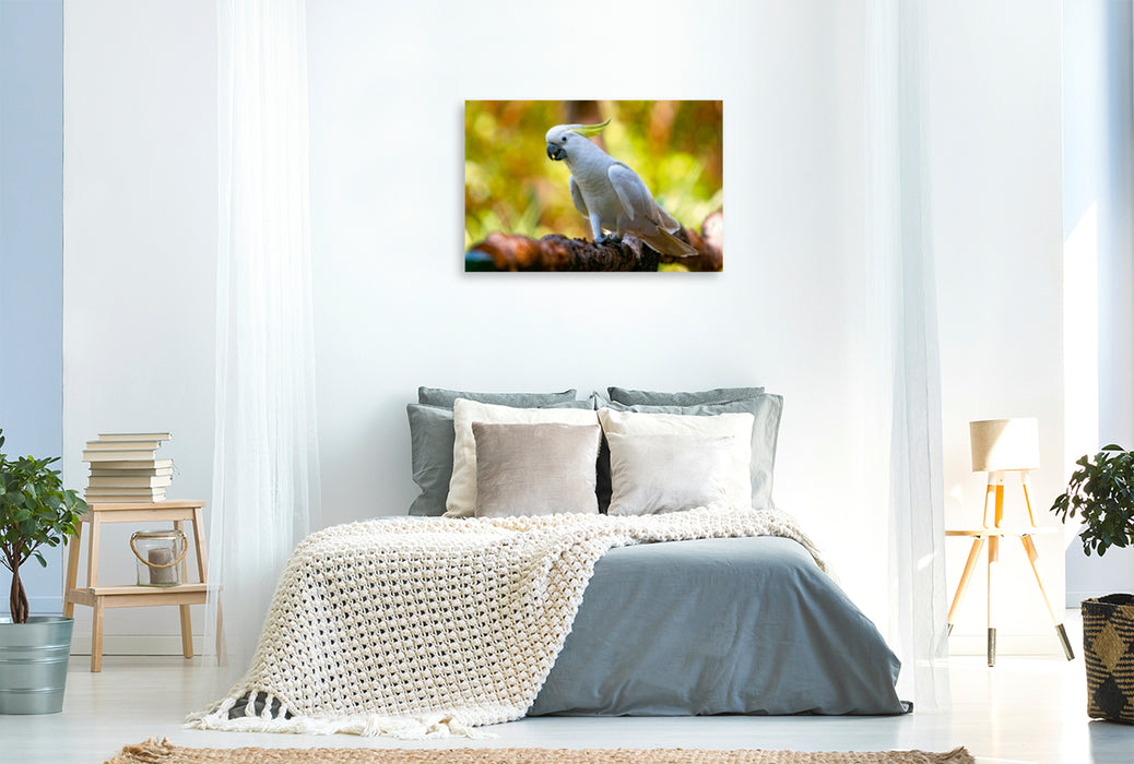 Premium Textil-Leinwand Premium Textil-Leinwand 120 cm x 80 cm quer Ein Motiv aus dem Kalender aves australis - Vögel Australiens