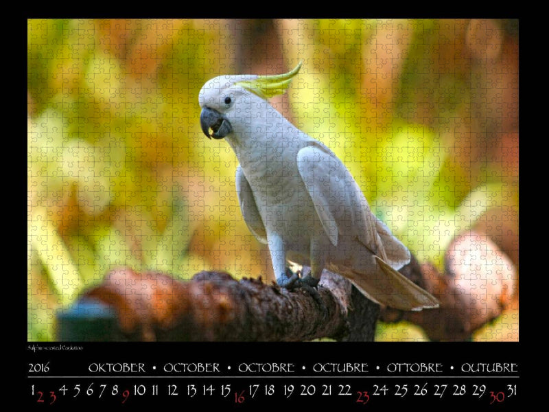 Ein Motiv aus dem Kalender aves australis - Vögel Australiens - CALVENDO Foto-Puzzle'