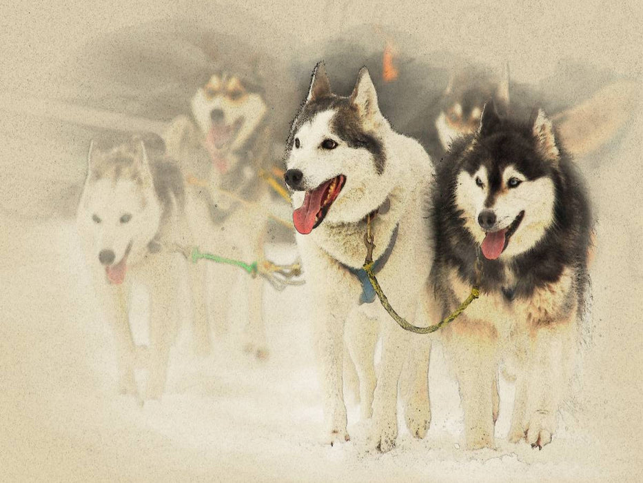 Schlittenhunde - CALVENDO Foto-Puzzle'