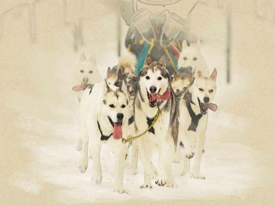 Schlittenhunde - CALVENDO Foto-Puzzle'