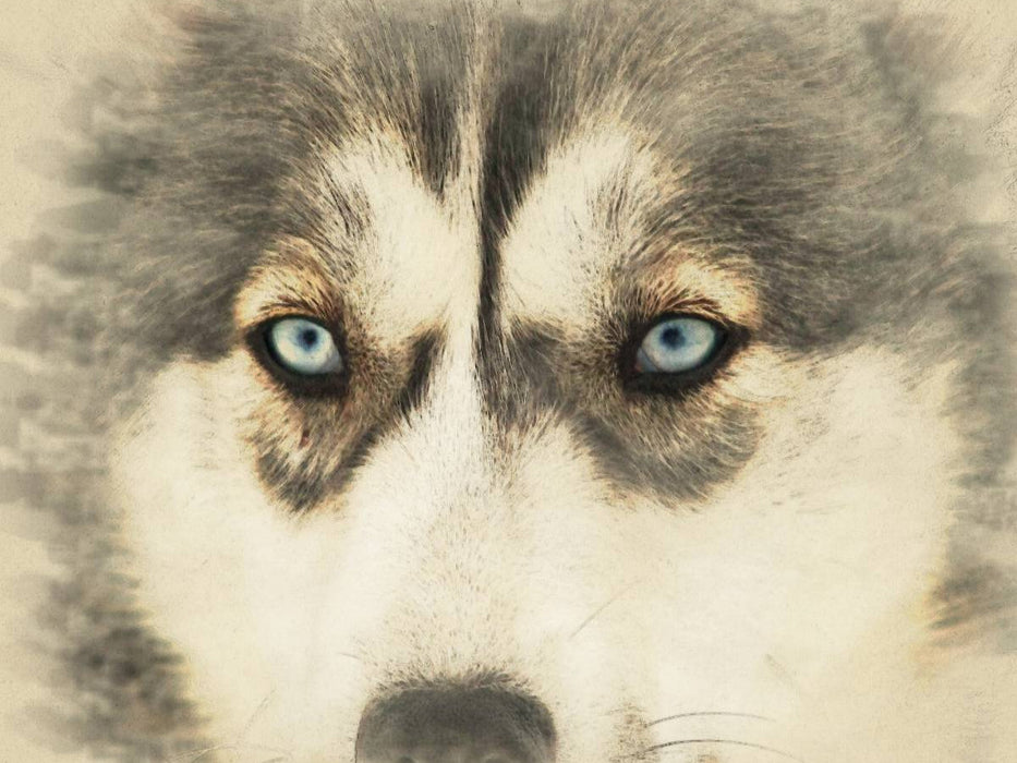 Schlittenhunde - CALVENDO Foto-Puzzle'