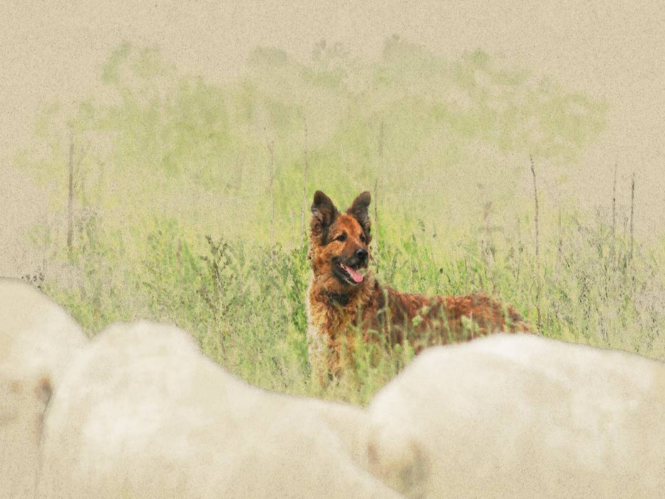 Ein Motiv aus dem Kalender Altdeutsche Hütehunde 2017 - CALVENDO Foto-Puzzle'