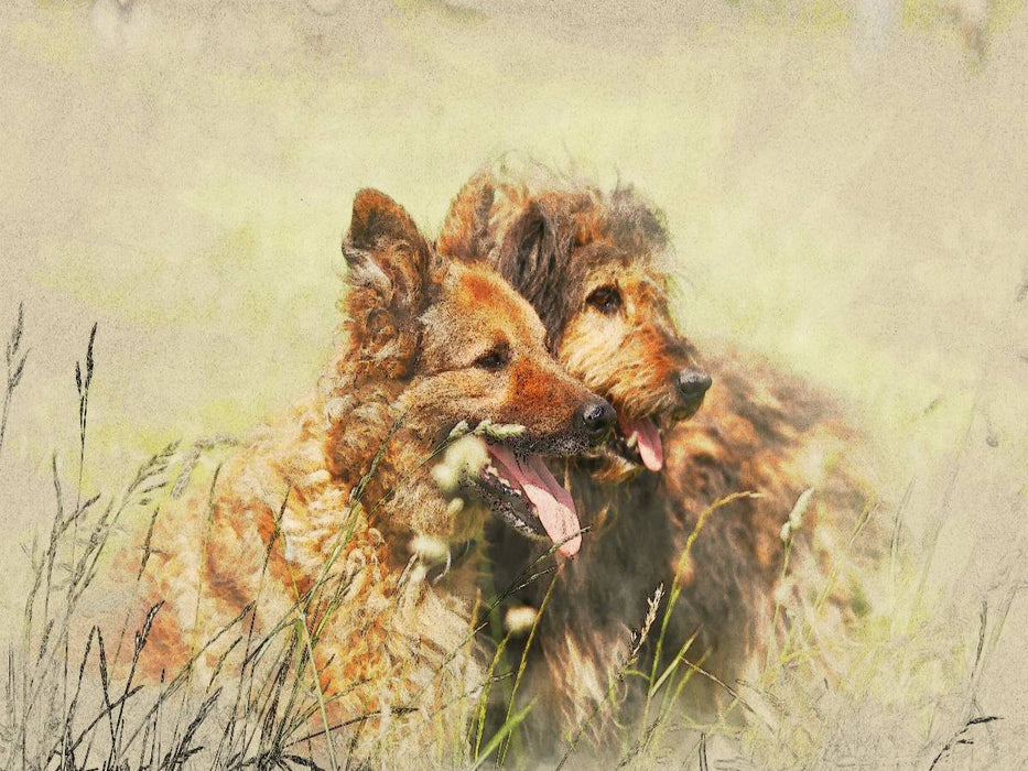 Ein Motiv aus dem Kalender Altdeutsche Hütehunde 2017 - CALVENDO Foto-Puzzle'