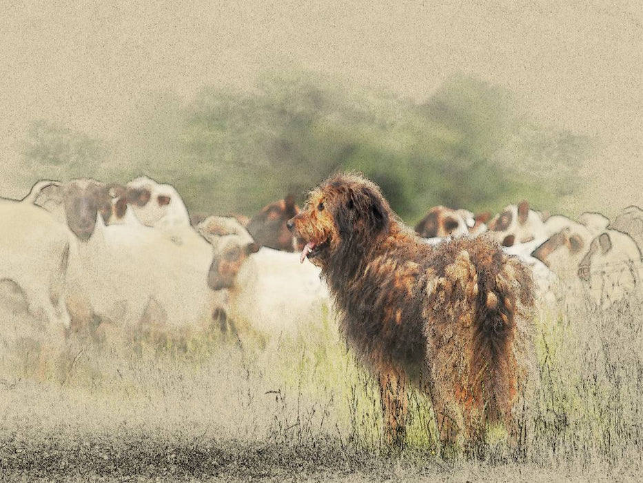 Ein Motiv aus dem Kalender Altdeutsche Hütehunde 2017 - CALVENDO Foto-Puzzle'