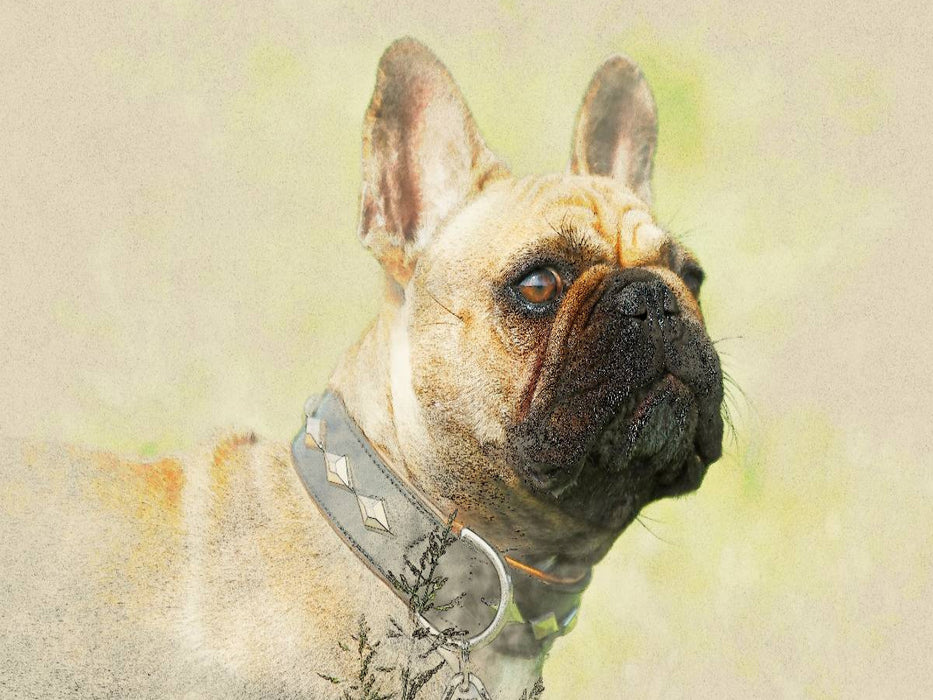 Ein Motiv aus dem Kalender Französische Bulldoggen 2017 - CALVENDO Foto-Puzzle'
