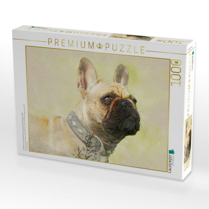 Ein Motiv aus dem Kalender Französische Bulldoggen 2017 - CALVENDO Foto-Puzzle'