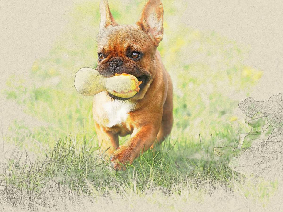Ein Motiv aus dem Kalender Französische Bulldoggen 2017 - CALVENDO Foto-Puzzle'