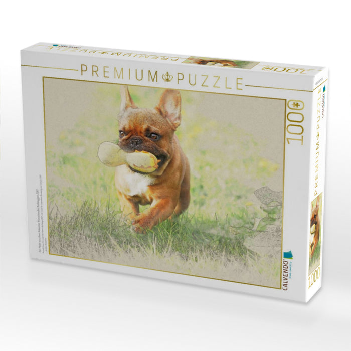 Ein Motiv aus dem Kalender Französische Bulldoggen 2017 - CALVENDO Foto-Puzzle'