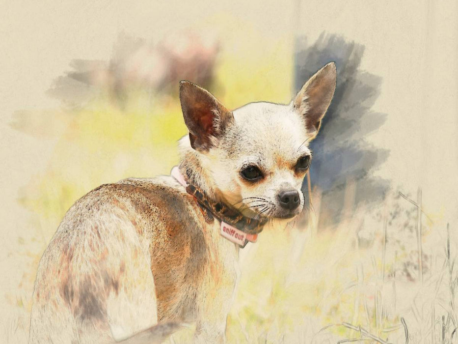 Ein Motiv aus dem Kalender Chihuahuas 2017 - CALVENDO Foto-Puzzle'