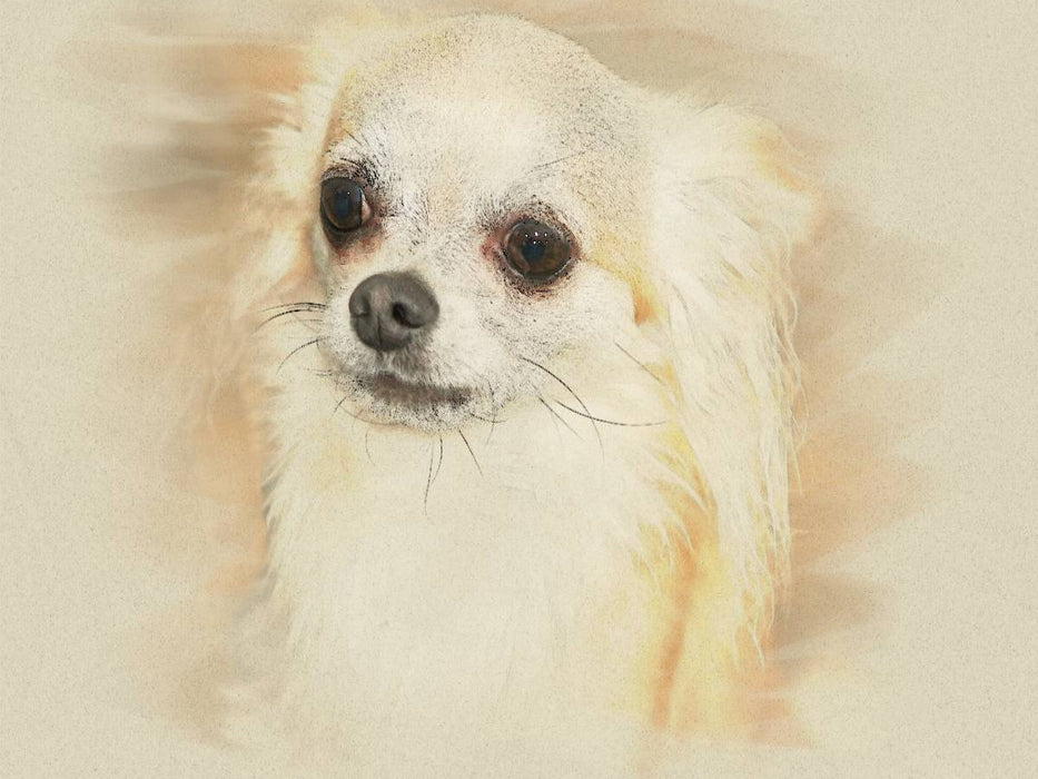 Ein Motiv aus dem Kalender Chihuahuas 2017 - CALVENDO Foto-Puzzle'