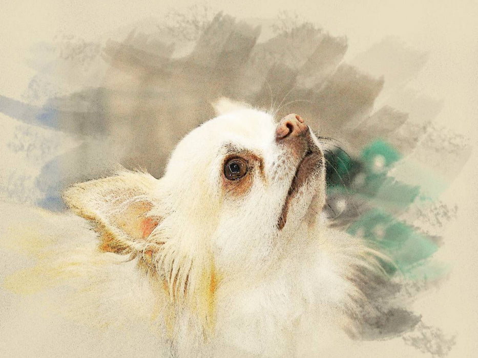 Ein Motiv aus dem Kalender Chihuahuas 2017 - CALVENDO Foto-Puzzle'