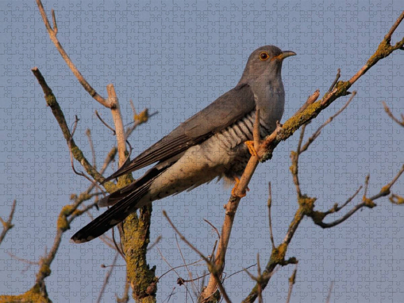 Kuckuck - CALVENDO Foto-Puzzle'