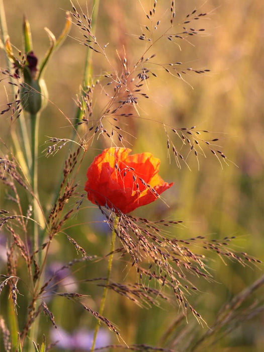 Mohnblume - CALVENDO Foto-Puzzle'