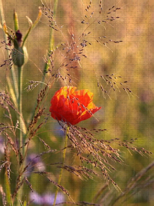 Mohnblume - CALVENDO Foto-Puzzle'