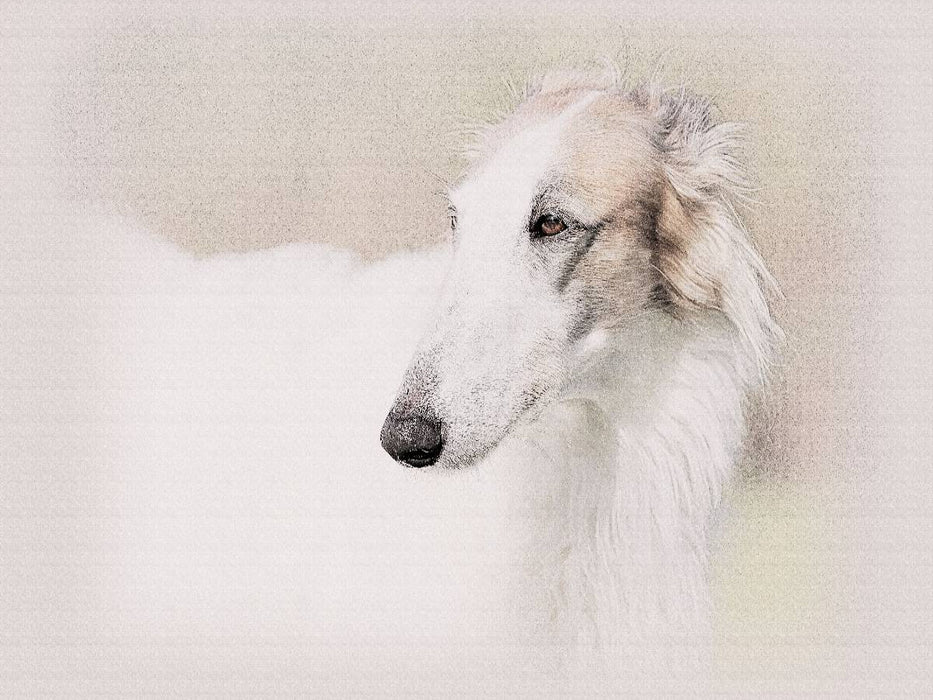 Ein Motiv aus dem Kalender Windhunde 2017 - CALVENDO Foto-Puzzle'