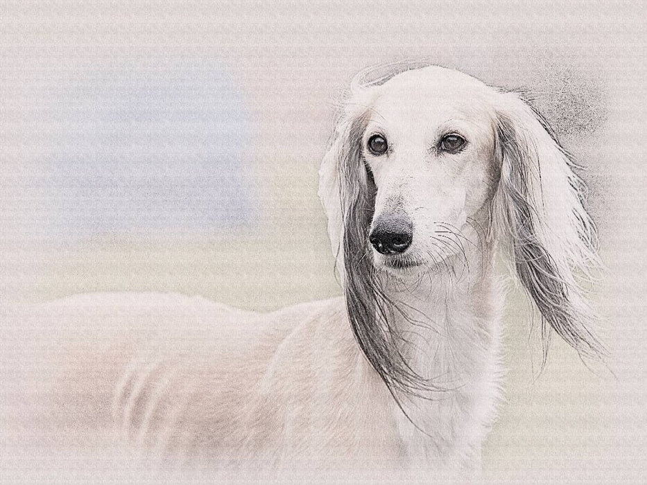 Saluki - CALVENDO Foto-Puzzle'