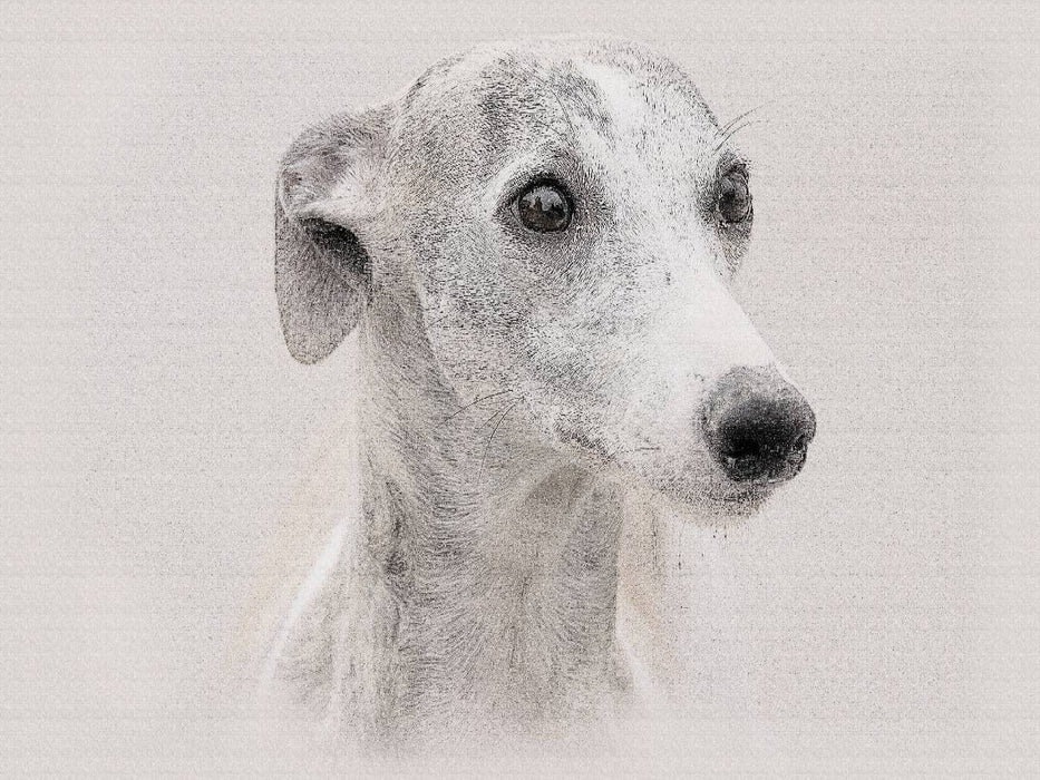 Ein Bild aus dem Kalender Whippets 2017 - CALVENDO Foto-Puzzle'