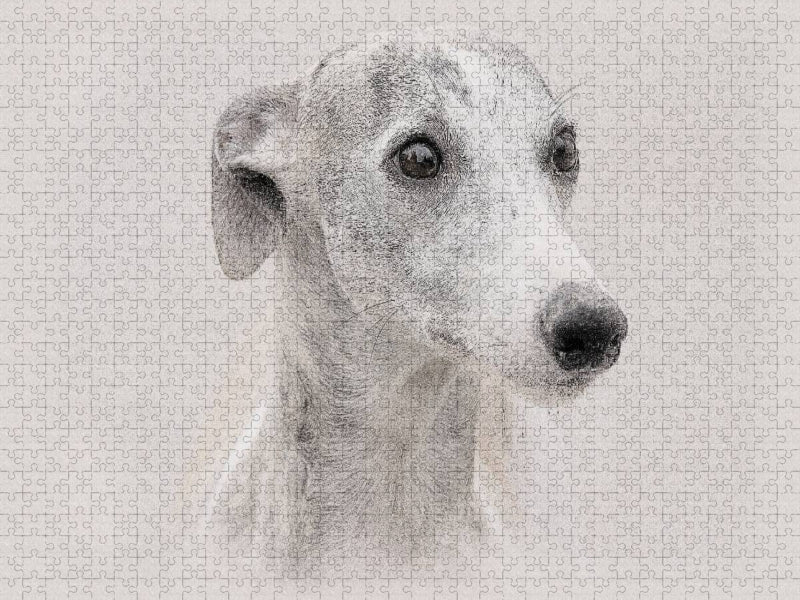 Ein Bild aus dem Kalender Whippets 2017 - CALVENDO Foto-Puzzle'
