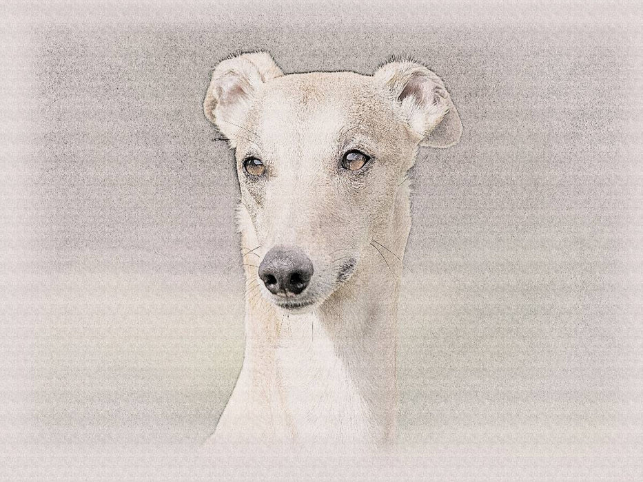 Ein Bild aus dem Kalender Whippets 2017 - CALVENDO Foto-Puzzle'