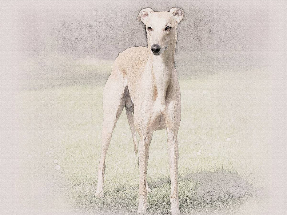 Ein Bild aus dem Kalender Whippets 2017 - CALVENDO Foto-Puzzle'