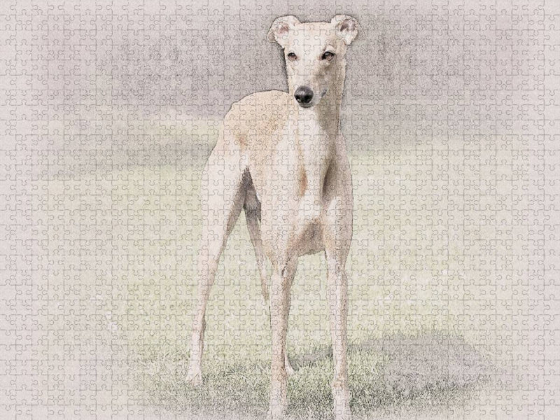 Ein Bild aus dem Kalender Whippets 2017 - CALVENDO Foto-Puzzle'
