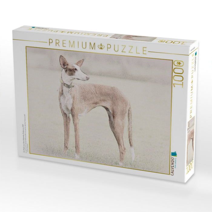 Ein Motiv aus dem Kalender Podencos 2017 - CALVENDO Foto-Puzzle'