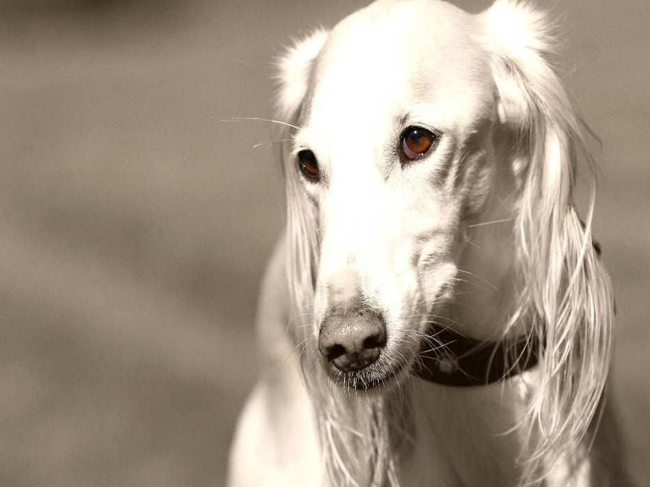 Saluki - CALVENDO Foto-Puzzle'