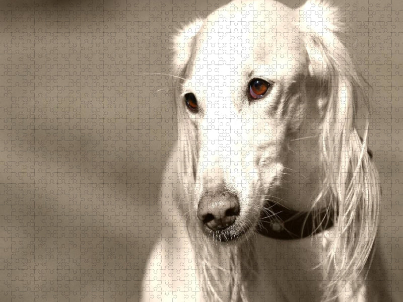 Saluki - CALVENDO Foto-Puzzle'