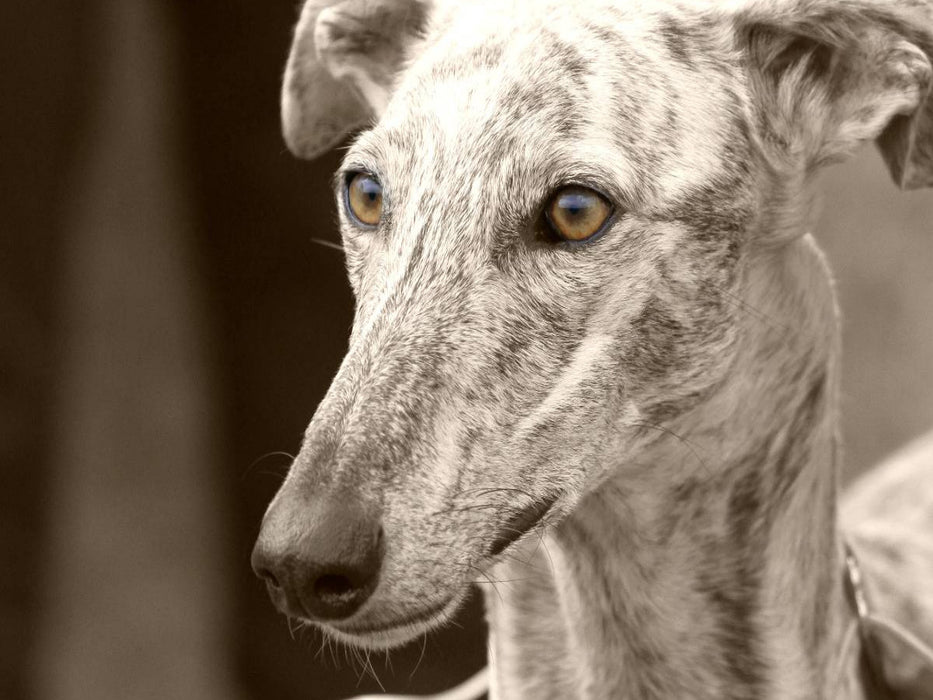 Galgo Español - CALVENDO Foto-Puzzle'