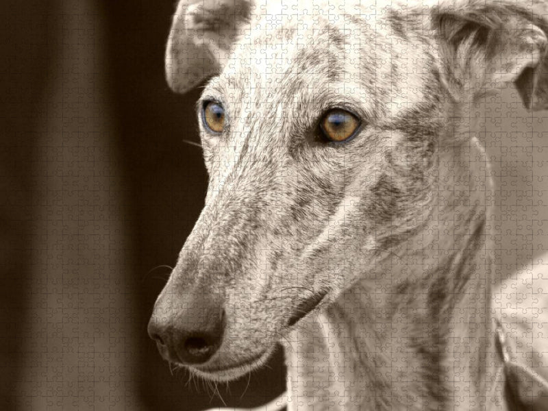 Galgo Español - CALVENDO Foto-Puzzle'