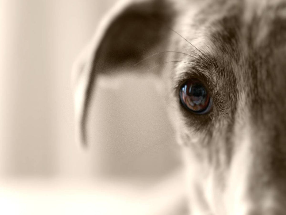 Ein Motiv aus dem Kalender Galgo eye-catcher - CALVENDO Foto-Puzzle'
