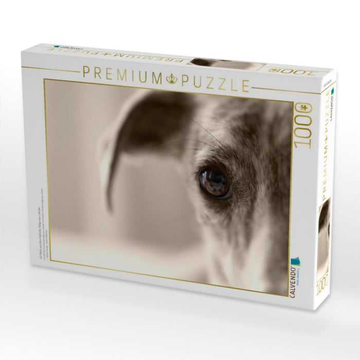 Ein Motiv aus dem Kalender Galgo eye-catcher - CALVENDO Foto-Puzzle'