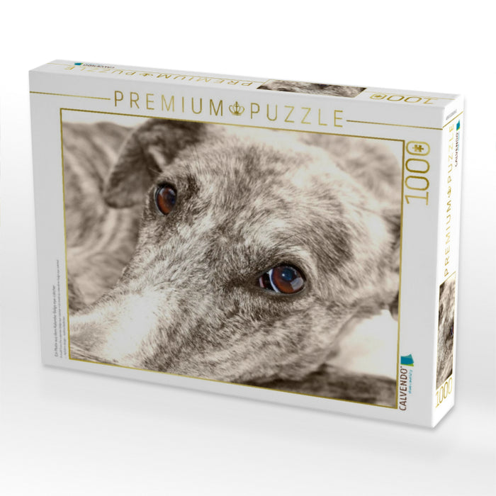 Ein Motiv aus dem Kalender Galgo eye-catcher - CALVENDO Foto-Puzzle'