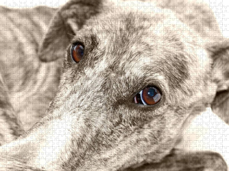 Ein Motiv aus dem Kalender Galgo eye-catcher - CALVENDO Foto-Puzzle'