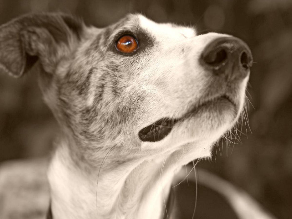 Ein Motiv aus dem Kalender Galgo eye-catcher - CALVENDO Foto-Puzzle'