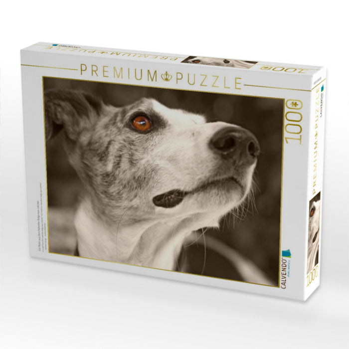 Ein Motiv aus dem Kalender Galgo eye-catcher - CALVENDO Foto-Puzzle'