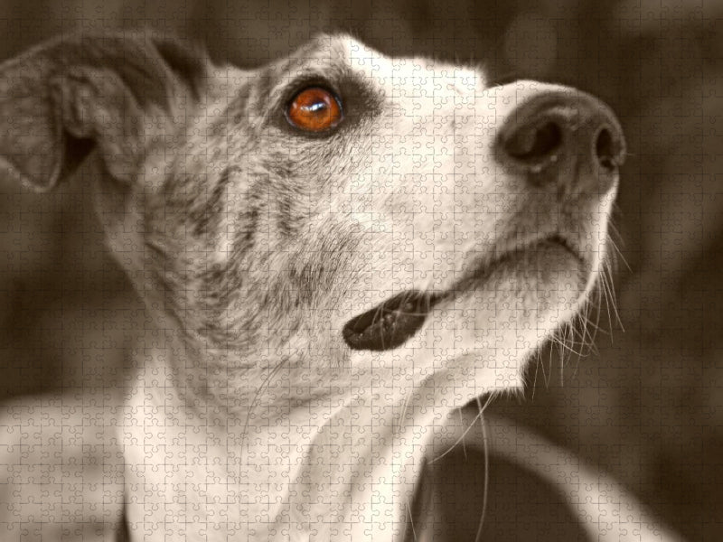 Ein Motiv aus dem Kalender Galgo eye-catcher - CALVENDO Foto-Puzzle'